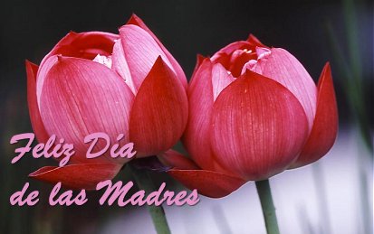 Feliz día de las Madres 2008